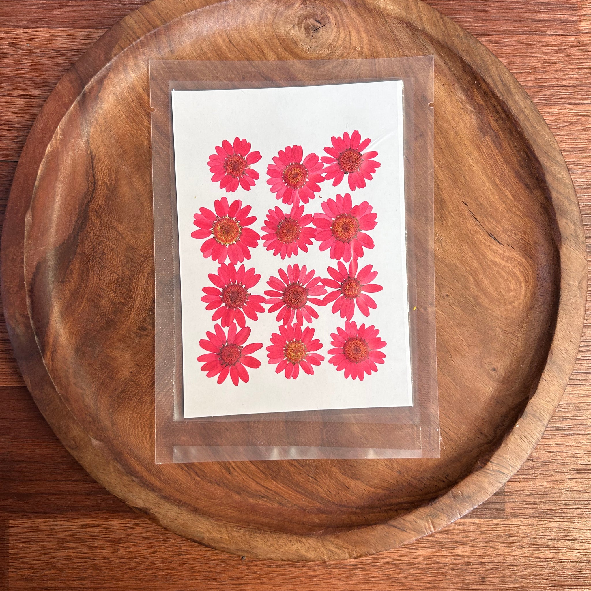 DAISY FLOWER - RED