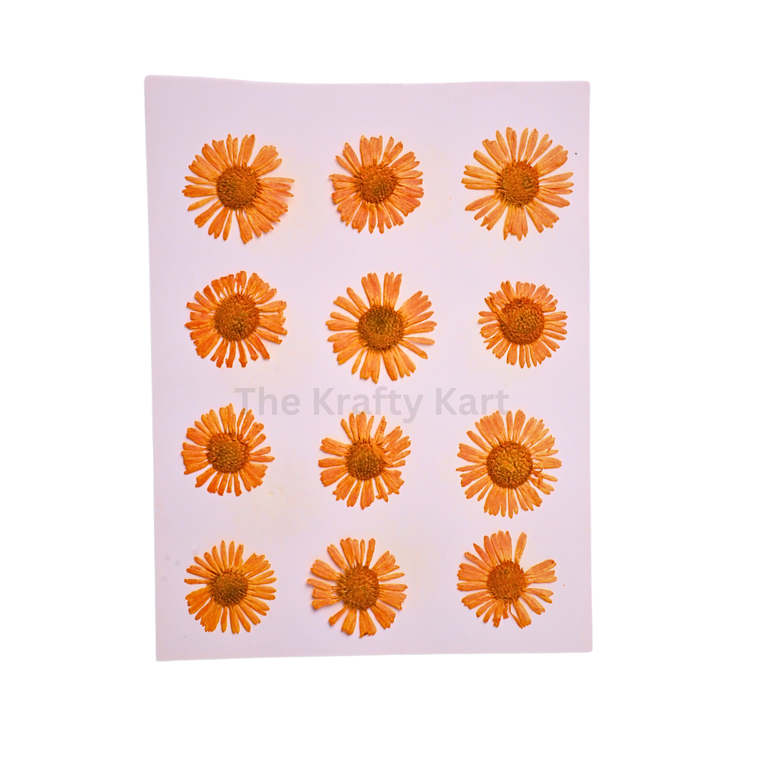 Asters Orange