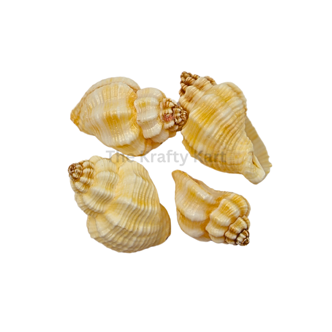 Seashells (G)