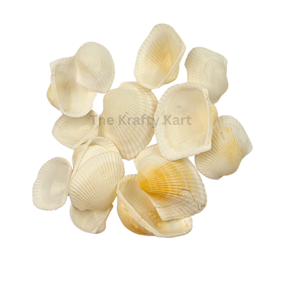 Seashells (C)
