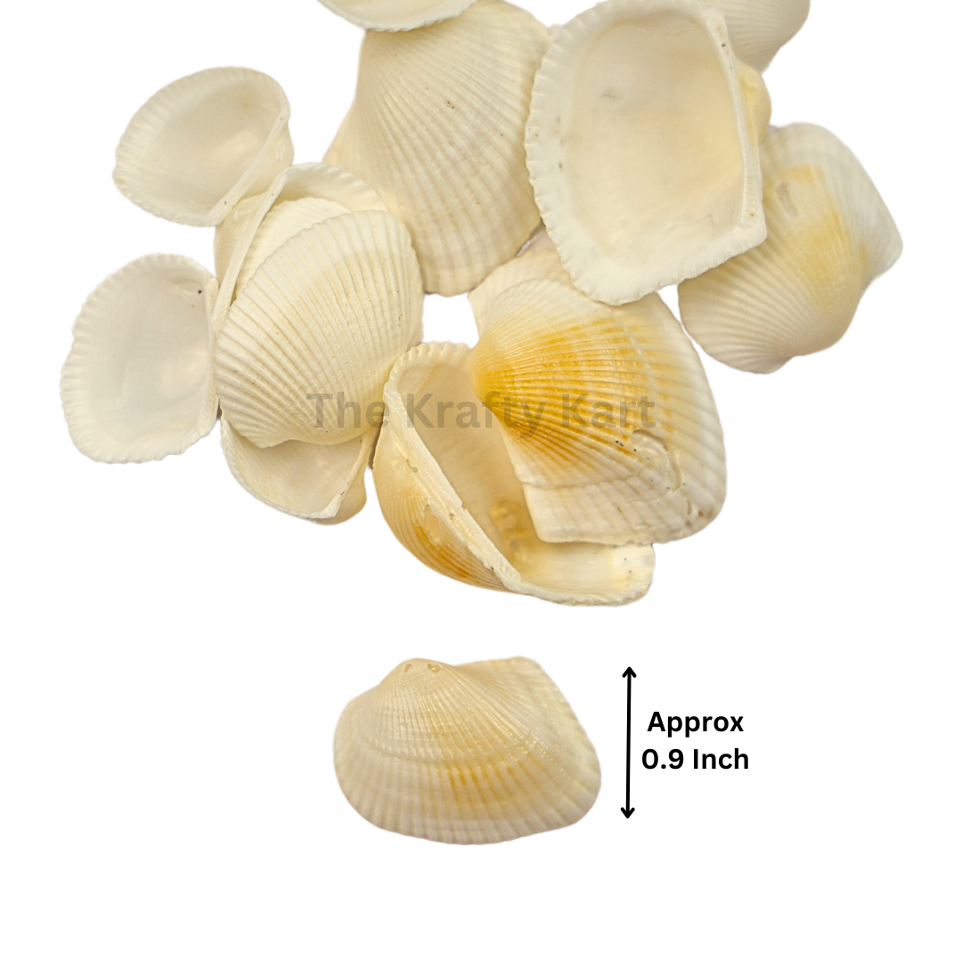 Seashells (C)