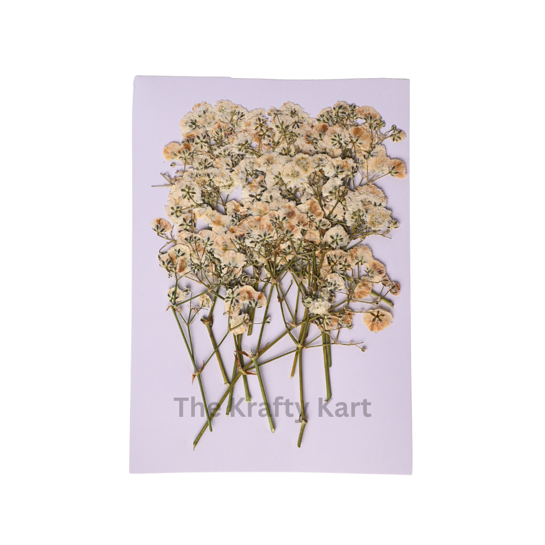 Baby Breath - White