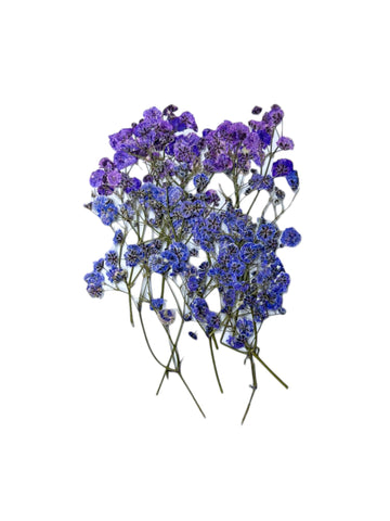 BABY BREATH - BLUISH LAVENDAR