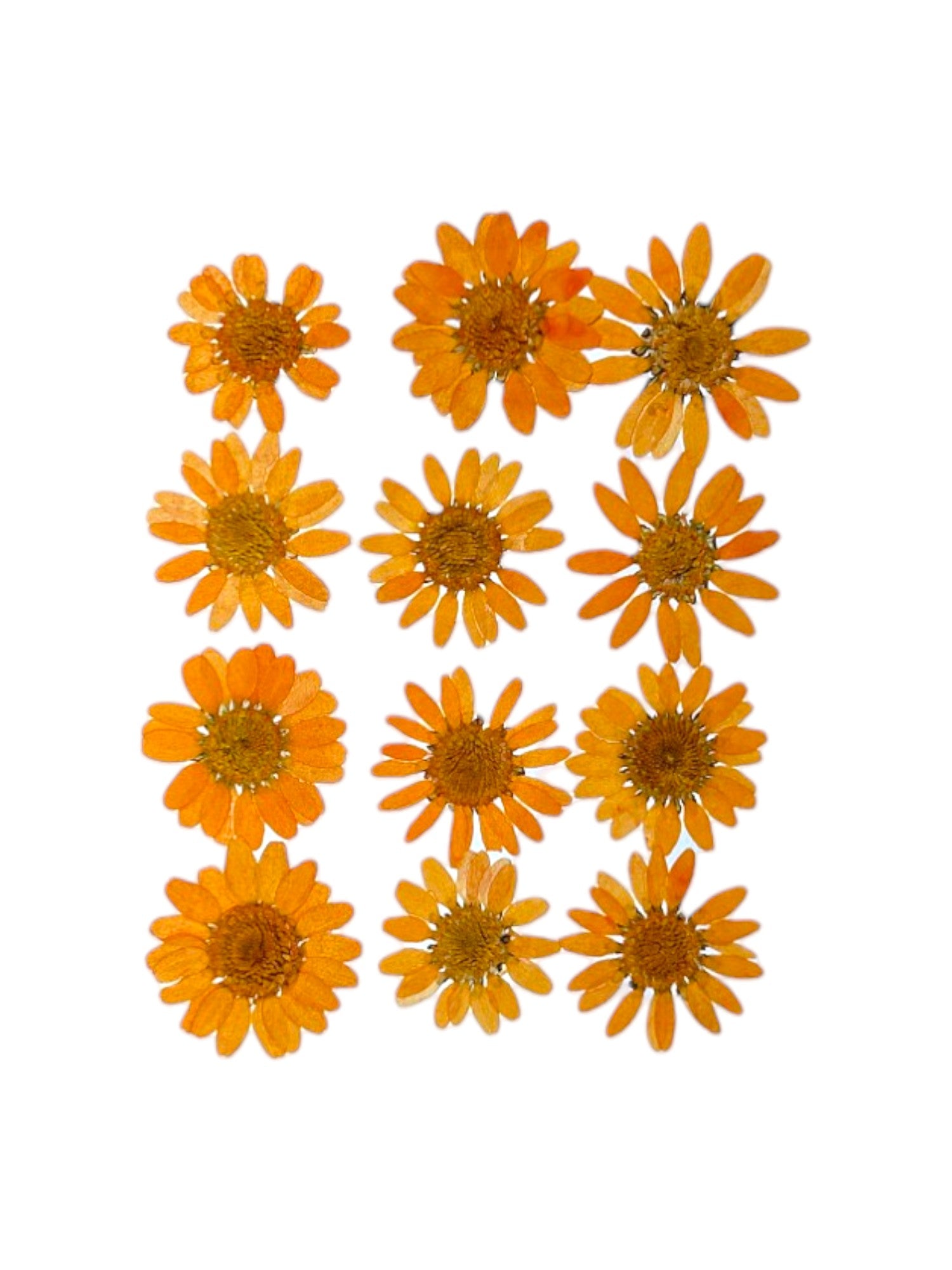 DAISY FLOWER - ORANGE