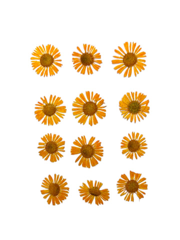 ASTERS ORANGE