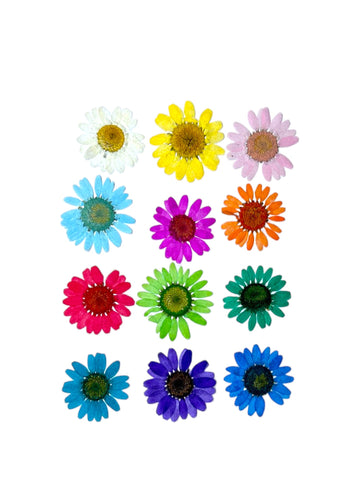 DAISY FLOWER - MIX