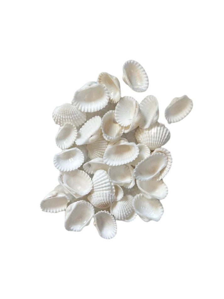 SEASHELLS (B)