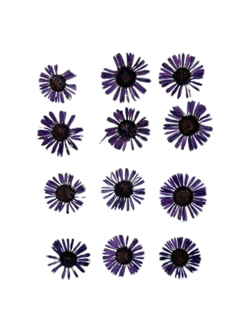 ASTERS VIOLET