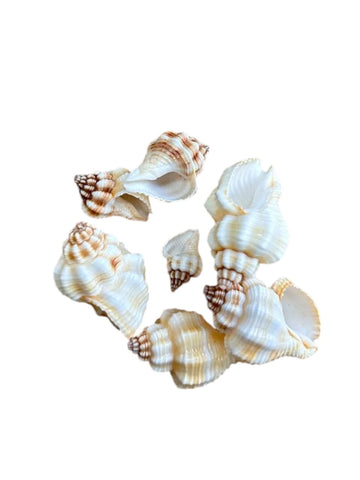 SEASHELLS (J)